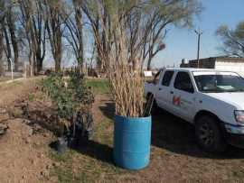 50 Álamos y 18 Brachichitos para el Refugio Municipal Colita