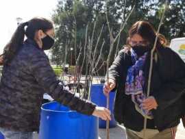 Se entregaron 72 Fresnos a los frentistas de Monte Maíz