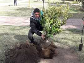 Reforestación en Plaza San Martín