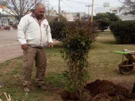 Reforestación en Plaza San Martín