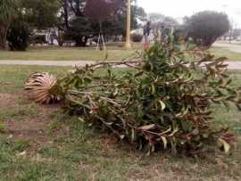 Reforestación en Plaza San Martín