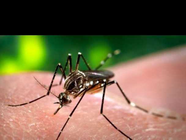 Dengue: Hay que continuar con las medidas de prevención