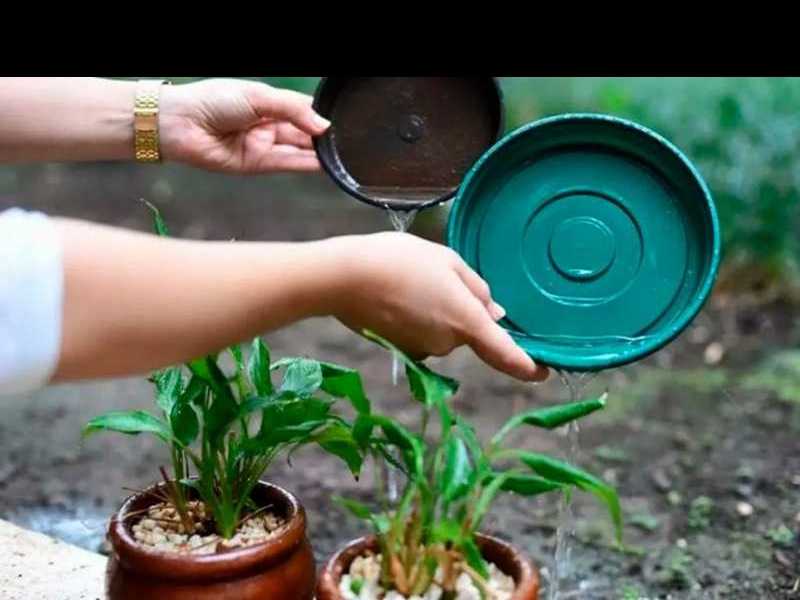 Relevamiento de terrenos baldíos para su mantenimiento