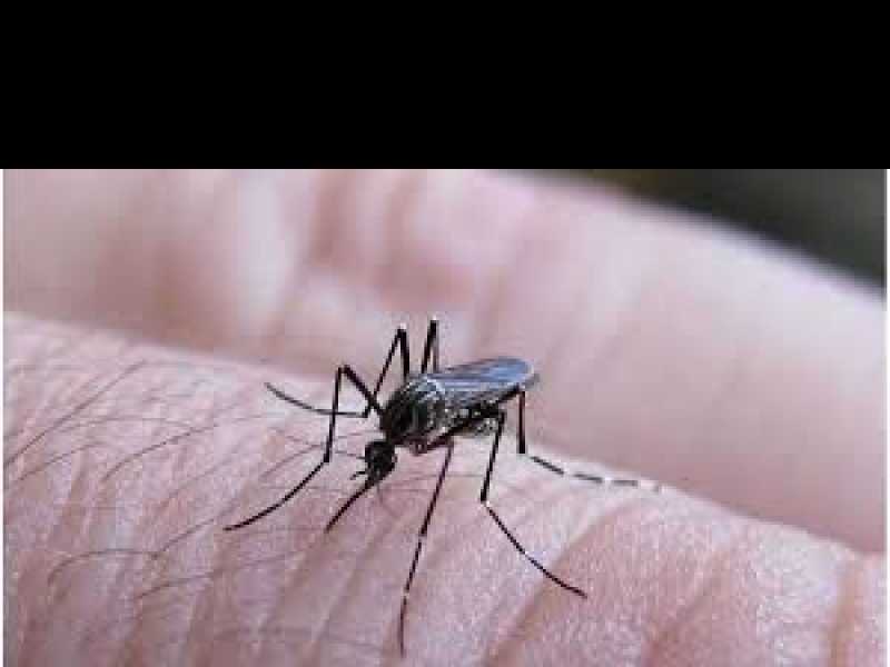 Sigue la campaña de prevención contra el dengue