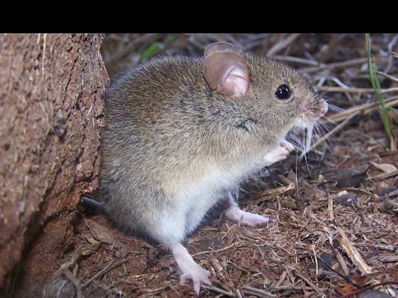 Fiebre hemorrágica argentina