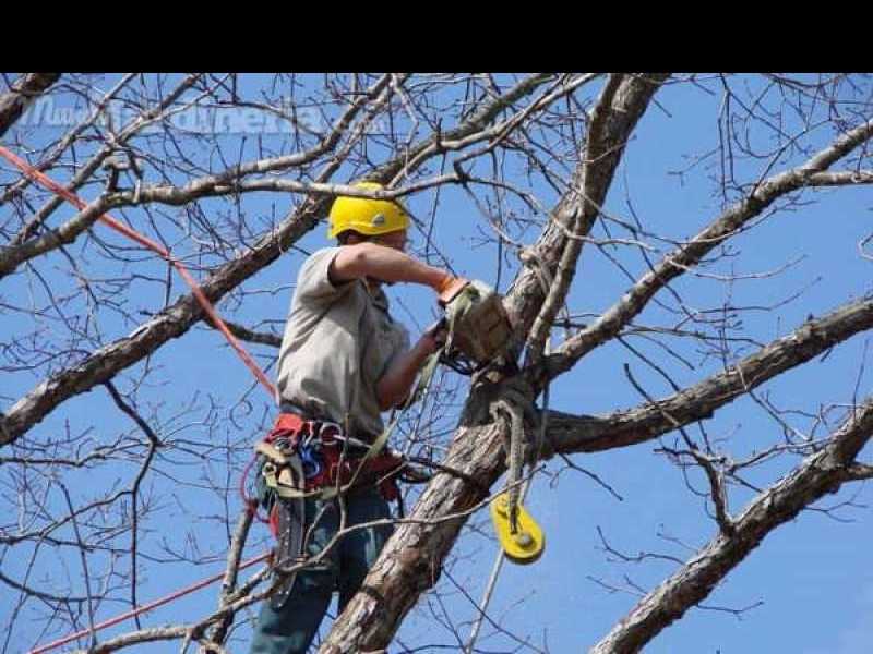 El 15 de agosto vence el período de poda