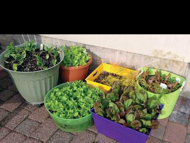 Creación de huertas en macetas