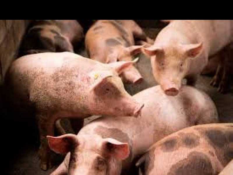 Alerta sanitaria en la provincia por brotes de triquinosis