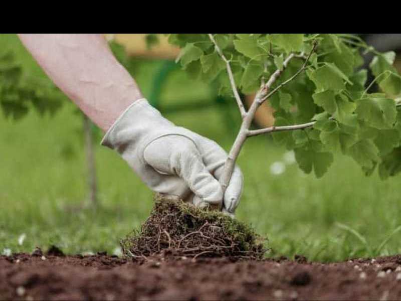 Nuevo Programa de forestación