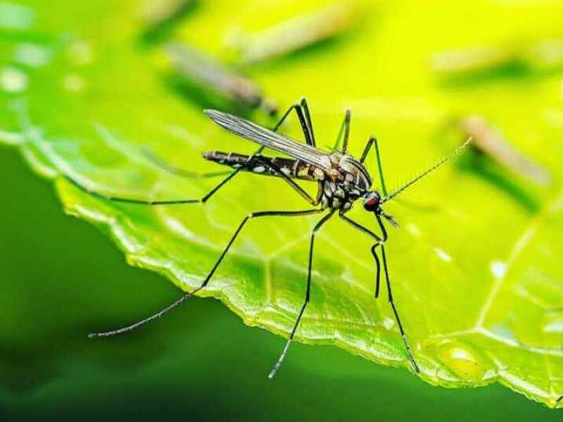 Protegernos del dengue es tarea de todos