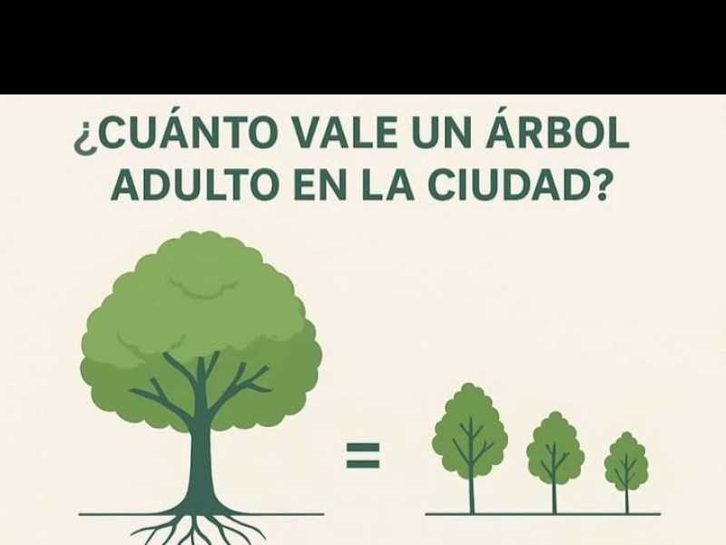 El valor inclaculable de los árboles adultos
