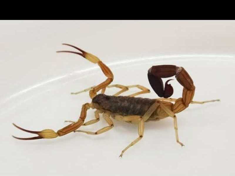 Precaución ante la presencia de alacranes