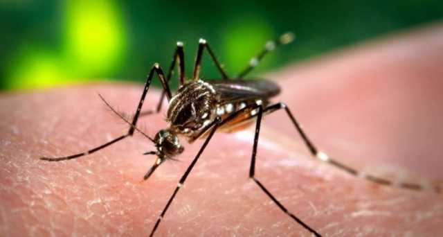 Dengue: Hay que continuar con las medidas de prevención