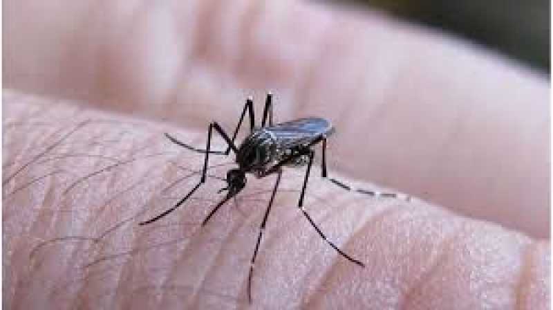 Sigue la campaña de prevención contra el dengue