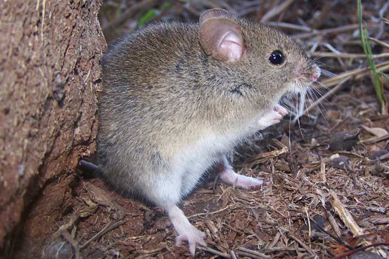 Fiebre hemorrágica argentina