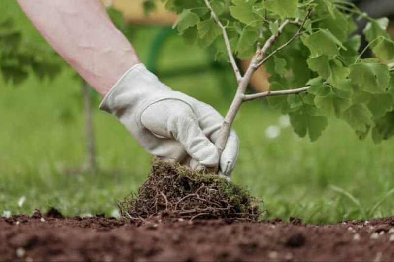 Nuevo Programa de forestación