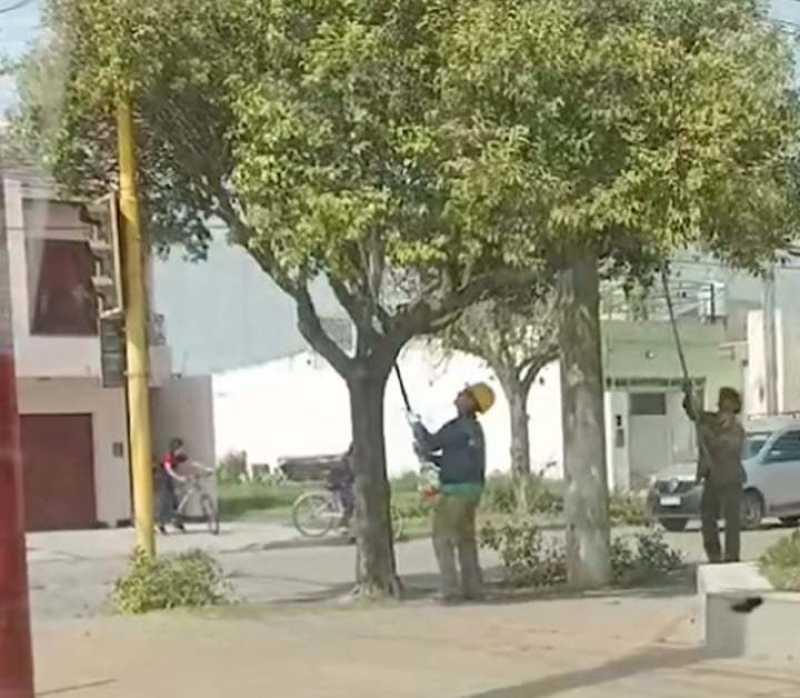 Regulación de la poda en el espacio público